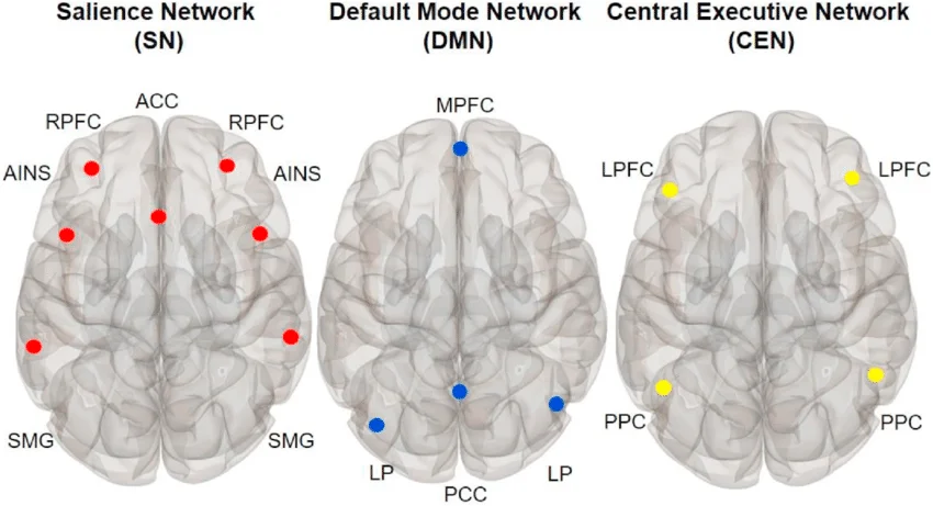 Brain salience network